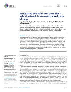 Punctuated evolution and transitional hybrid network in an ancestral