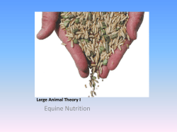Large Animal Theory I