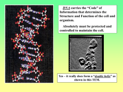 Cell Reproduction