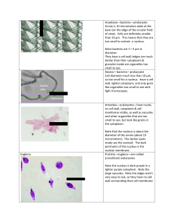 Anaebana &ndash;bacteria&mdash;prokaryote Arrow is 10 micrometers wide at