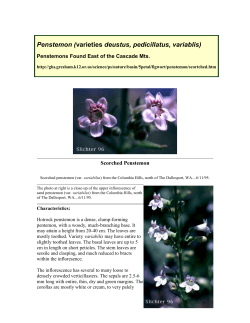 Penstemon (varieties deustus, pedicillatus, variablis)