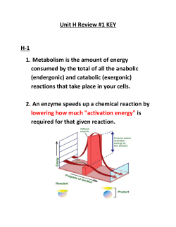 Enzymes Review #1 KEY - Mr. Lesiuk