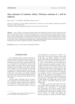 Awn anatomy of common wheat (Triticum aestivum L.) and its relatives