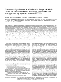 Glutamine Synthetase Is a Molecular Target of Nitric Oxide in Root