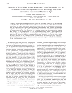 Interaction of Silver(I) Ions with the Respiratory Chain of Escherichia