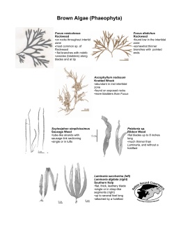 Brown Algae (Phaeophyta)