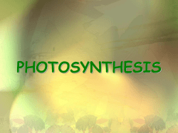 Photosynthesis - Hanna Biology