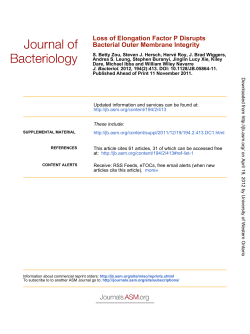 Bacterial Outer Membrane Integrity Loss of Elongation Factor P