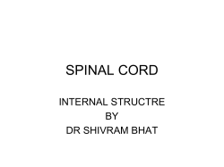 spinal cord 2n