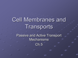 Cell Membrane - Brewton City Schools
