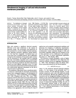 Simultaneous imaging of cell and mitochondrial membrane potentials