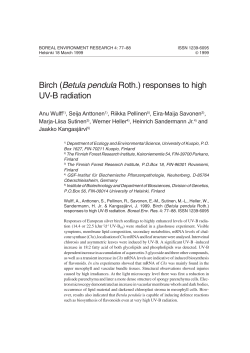 Birch (Betula pendula Roth.) responses to high UV