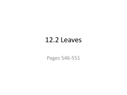 12.2 Leaves - Hutchison