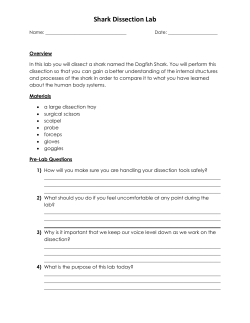 STEP 1 Getting to know your shark