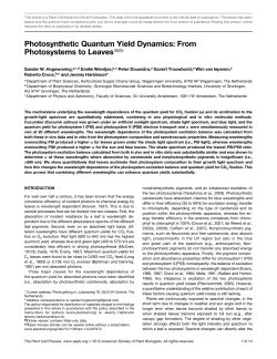 Photosynthetic Quantum Yield Dynamics: From