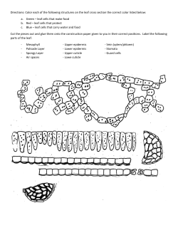 Cross section of Leaf Cutout