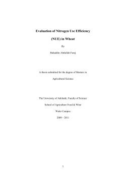 Evaluation of Nitrogen Use Efficiency (NUE) in Wheat
