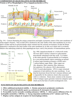 COMPOSITION OF GRAM-NEGATIVE OUTER MEMBRANE Protein