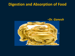 Digestion and Absorption of Food