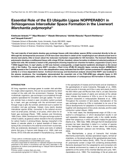 Essential Role of the E3 Ubiquitin Ligase NOPPERABO1