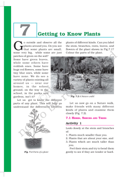 7 Getting to Know Plants