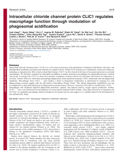 Intracellular chloride channel protein CLIC1 regulates macrophage
