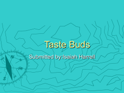 Taste Buds - ScienceTIPs