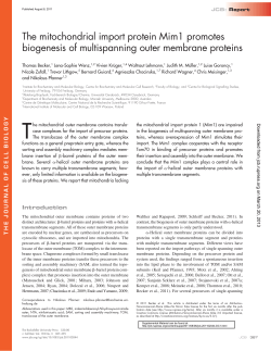 The mitochondrial import protein Mim1 promotes biogenesis of