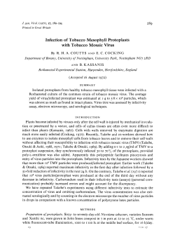 Infection of Tobacco Mesophyll Protoplasts with Tobacco Mosaic Virus