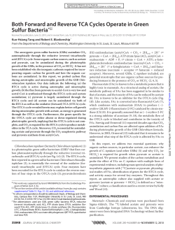 Both Forward and Reverse TCA Cycles Operate in Green Sulfur