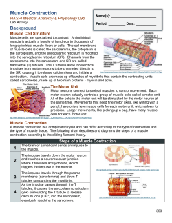Steps of a Muscle Contraction