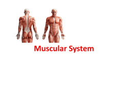 Muscular System - Waterford Public Schools