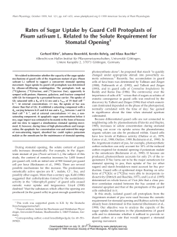 Rates of Sugar Uptake by Guard Cell Protoplasts