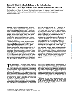 Bravo/Nr-CAM Is Closely Related to the Cell Adhesion Molecules L1