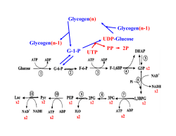 Figure 21-1 Reactions of the citric acid cycle.