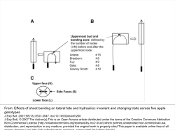 Effects of shoot bending on lateral fate and hydraulics
