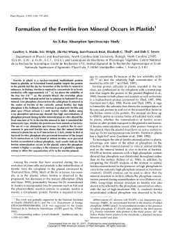 Formation of the Ferritin lron Mineral Occurs in