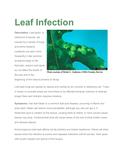 Leaf Infection - Schneider Tree Care