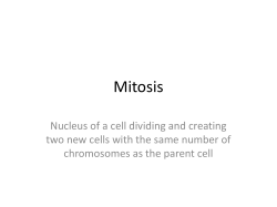 Mitosis