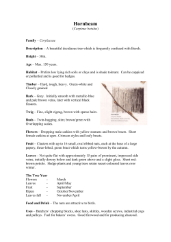 Hornbeam - The Parks Trust