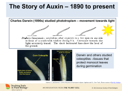 Synthesis IAA Transport Perception (receptor)