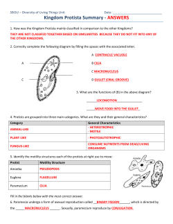 SBI3U Kingdom Protista Worksheet