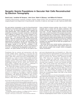 Synaptic Vesicle Populations in Saccular Hair Cells Reconstructed
