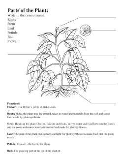 Parts of the Plant