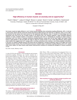 REVIEW High efficiency in human muscle