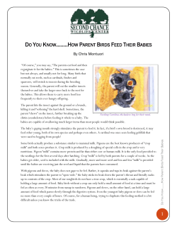 Do You Know**..How Parent Birds Feed Their Babies