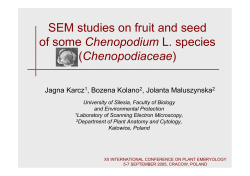 SEM studies on fruit and seed of some Chenopodium L. species