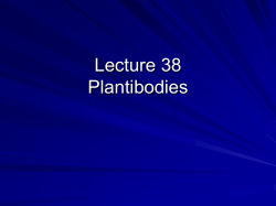 ANTIBODIES PRODUCED FROM PLANTS Functional antibodies
