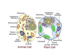 Prokaryotes vs. Eukaryotes