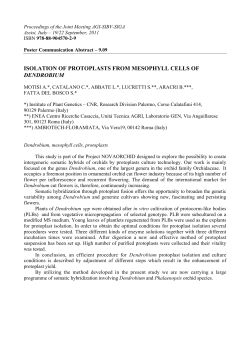 isolation of protoplasts from mesophyll cells of dendrobium